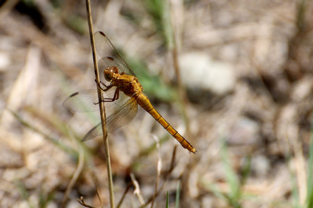 Orthetrum coerulescens,  femmina
